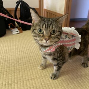 エムドッグス,動物プロダクション,ペットモデル,ペットタレント,モデル猫,タレント猫,アメリカンショートヘア,ruby,ルビー