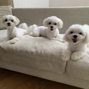 動物プロダクション,ペットモデル,ペットタレント,モデル犬,タレント犬,マルチーズ,ひまわり,アイル、プニル