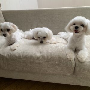 動物プロダクション,ペットモデル,ペットタレント,モデル犬,タレント犬,マルチーズ,ひまわり,アイル、プニル