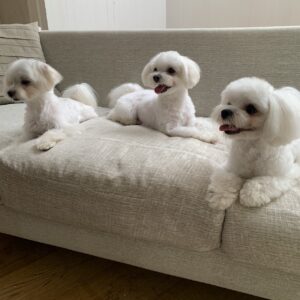 動物プロダクション,ペットモデル,ペットタレント,モデル犬,タレント犬,マルチーズ,ひまわり,アイル、プニル