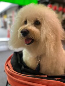 エムドッグス,動物プロダクション,ペットモデル,モデル犬,タレント犬,ゴールデンドゥードル,レオ