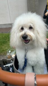 エムドッグス,動物プロダクション,ペットモデル,モデル犬,タレント犬,ゴールデンドゥードル,レオ