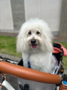 エムドッグス,動物プロダクション,ペットモデル,モデル犬,タレント犬,ゴールデンドゥードル,レオ