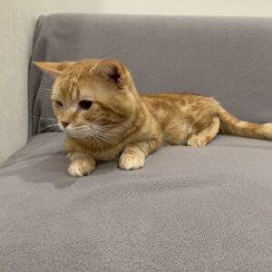 撮影,動物プロダクション,ペットモデル,ペットタレント,モデル猫,タレント猫,アメリカンショートヘア,オレンジ
