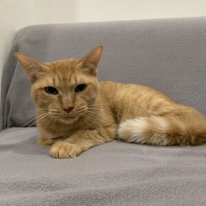撮影,動物プロダクション,ペットモデル,ペットタレント,モデル猫,タレント猫,MIX猫,月,つき