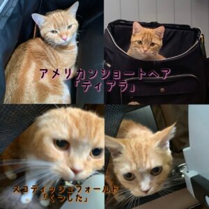 撮影,動物プロダクション,ペットモデル,ペットタレント,モデル猫,タレント猫,アメリカンショートヘア,ティアラ,スコティッシュフォールド,くつした
