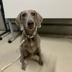 撮影,動物プロダクション,ペットモデル,ペットタレント,モデル犬,タレント犬,ワイマラナー,ガウナ
