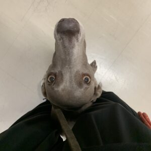 撮影,動物プロダクション,ペットモデル,ペットタレント,モデル犬,タレント犬,ワイマラナー,ガウナ