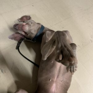 撮影,動物プロダクション,ペットモデル,ペットタレント,モデル犬,タレント犬,ワイマラナー,ガウナ