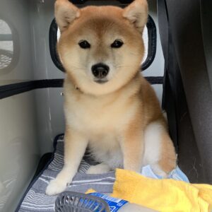 撮影,動物プロダクション,ペットモデル,ペットタレント,モデル犬,タレント犬,柴犬,あずき