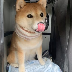 撮影,動物プロダクション,ペットモデル,ペットタレント,モデル犬,タレント犬,柴犬,あずき