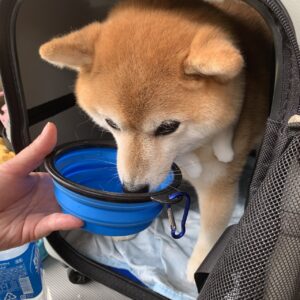 撮影,動物プロダクション,ペットモデル,ペットタレント,モデル犬,タレント犬,柴犬,あずき