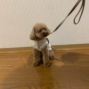 撮影,動物プロダクション,ペットモデル,モデル犬,タレント犬,トイプードル,からあげ