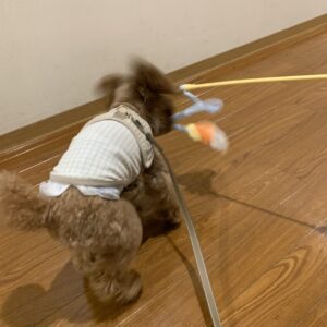 撮影,動物プロダクション,ペットモデル,モデル犬,タレント犬,トイプードル,からあげ