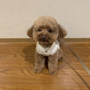 撮影,動物プロダクション,ペットモデル,モデル犬,タレント犬,トイプードル,からあげ