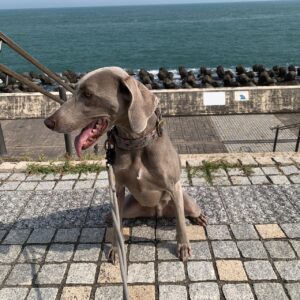 撮影,動物プロダクション,ペットモデル,ペットタレント,モデル犬,タレント犬,ワイマラナー,ガウナ