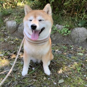 撮影,動物プロダクション,ペットモデル,ペットタレント,モデル犬,タレント犬,柴犬,あずき
