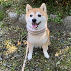 撮影,動物プロダクション,ペットモデル,ペットタレント,モデル犬,タレント犬,柴犬,あずき