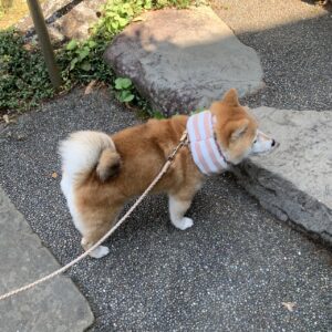 撮影,動物プロダクション,ペットモデル,ペットタレント,モデル犬,タレント犬,柴犬,あずき