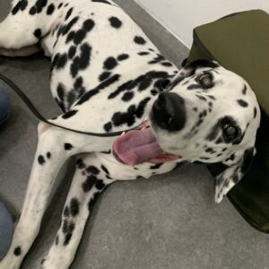 撮影,動物プロダクション,ペットモデル,ペットタレント,モデル犬,タレント犬,ダルメシアン,Manu,マヌ