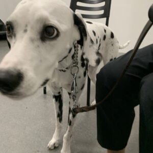 撮影,動物プロダクション,ペットモデル,ペットタレント,モデル犬,タレント犬,ダルメシアン,サリー