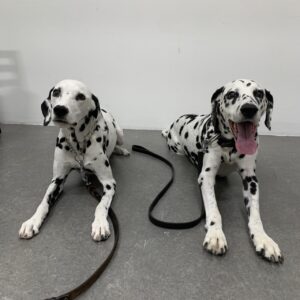 撮影,動物プロダクション,ペットモデル,ペットタレント,モデル犬,タレント犬,ダルメシアン,サリー,Manu,マヌ