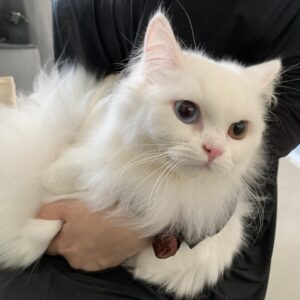 撮影,動物プロダクション,ペットモデル,モデル猫,タレント猫,マンチカン,カプチーノ,cappuccino