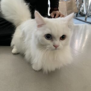 撮影,動物プロダクション,ペットモデル,モデル猫,タレント猫,マンチカン,カプチーノ,cappuccino