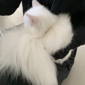 撮影,動物プロダクション,ペットモデル,モデル猫,タレント猫,マンチカン,カプチーノ,cappuccino