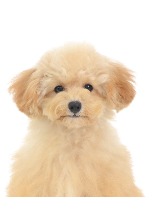 エムドッグス,動物プロダクション,ペットモデル,モデル犬,タレント犬,トイプードル,すずらん