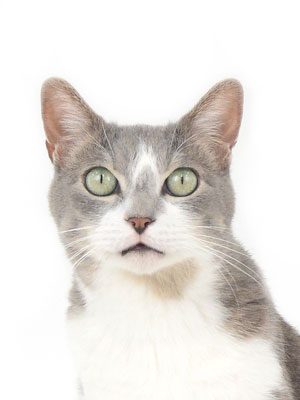 撮影,動物プロダクション,ペットモデル,モデル猫,タレント猫,MIX猫,ソルト