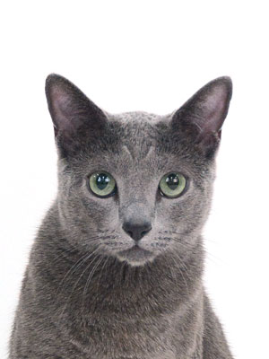 撮影,動物プロダクション,ペットモデル,モデル猫,タレント猫,ロシアンブルー,ロン