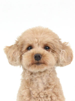 撮影,動物プロダクション,ペットモデル,モデル犬,タレント犬,トイプードル,らい