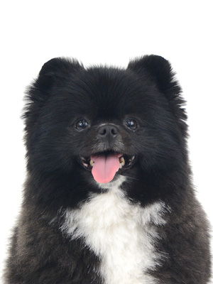 エムドッグス,動物プロダクション,ペットモデル,モデル犬,タレント犬,ポメラニアン,くつした