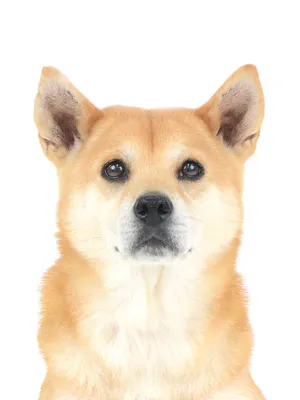 エムドッグス,動物プロダクション,ペットモデル,モデル犬,タレント犬,MIX犬,ライナ