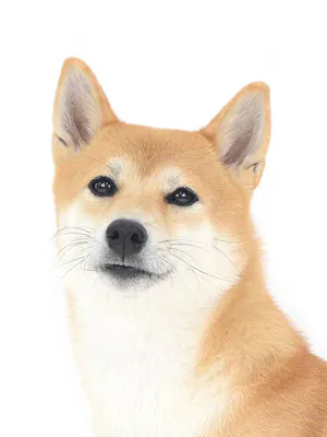 エムドッグス,動物プロダクション,ペットモデル,モデル犬,タレント犬,柴犬,凛桜,りお