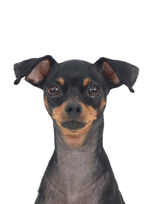 エムドッグス,動物プロダクション,ペットモデル,モデル犬,タレント犬,ミニチュアピンシャー,ベリー