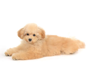エムドッグス,動物プロダクション,ペットモデル,モデル犬,タレント犬,トイプードル,すずらん