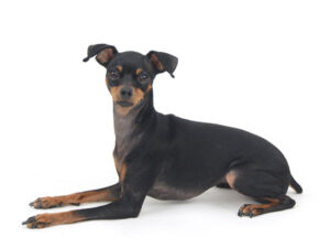 エムドッグス,動物プロダクション,ペットモデル,モデル犬,タレント犬,ミニチュアピンシャー,ベリー