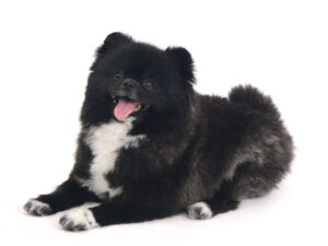エムドッグス,動物プロダクション,ペットモデル,モデル犬,タレント犬,ポメラニアン,くつした