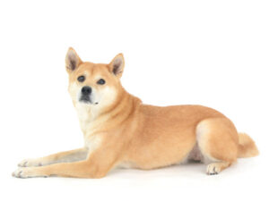 エムドッグス,動物プロダクション,ペットモデル,モデル犬,タレント犬,MIX犬,ライナ