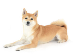 エムドッグス,動物プロダクション,ペットモデル,モデル犬,タレント犬,柴犬,凛桜,りお