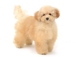 エムドッグス,動物プロダクション,ペットモデル,モデル犬,タレント犬,トイプードル,すずらん