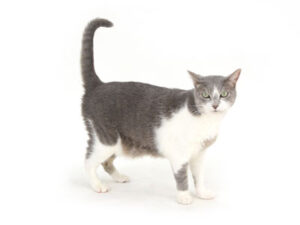 撮影,動物プロダクション,ペットモデル,モデル猫,タレント猫,MIX猫,ソルト