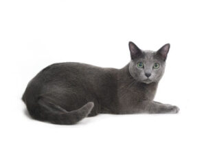 撮影,動物プロダクション,ペットモデル,モデル猫,タレント猫,ロシアンブルー,ロン