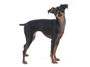 エムドッグス,動物プロダクション,ペットモデル,モデル犬,タレント犬,ミニチュアピンシャー,ベリー