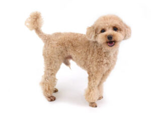 撮影,動物プロダクション,ペットモデル,モデル犬,タレント犬,トイプードル,らい