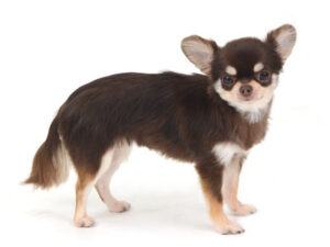 動物プロダクション,ペットモデル,モデル犬,タレント犬,チワワ,ビビ