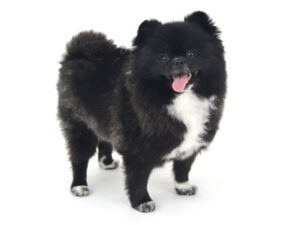 エムドッグス,動物プロダクション,ペットモデル,モデル犬,タレント犬,ポメラニアン,くつした
