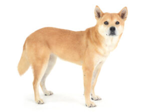 エムドッグス,動物プロダクション,ペットモデル,モデル犬,タレント犬,MIX犬,ライナ